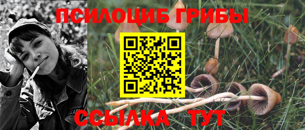 Псилоцибиновые грибы Psilocybe  Галлюциногенные грибы GOLDEN TEACHER  Георгиевск  Вход с VPN 